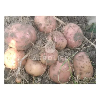 Картофель Беллароза (Bellarosa) - купить семенной картофель с доставкой по  Украине в магазине Добродар