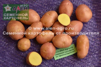 Беллароза, семенной картофель купить в Украине - цена, фото, отзывы |  Agrolife