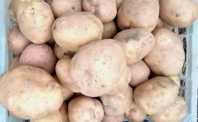 Органічна картопля BELLAROSA 1 кг здорового еко - docom.com.ua
