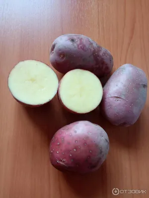 Картофель Беллароза купить семена по низкой цене, доставка почтой по всей  России | Интернет-магазин Подворье