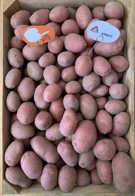 Продам НАСІННЕВА картопля семенной картофель Ривьера, Беллароза, Коломбо,  аризона — Agrotorg