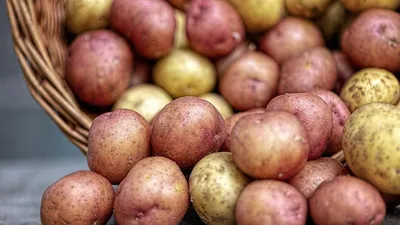 Картофель Вега Сетка 2,5 кг - иван-и-марья -