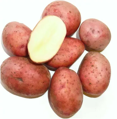 Семенной картофель \"Беллароза\" Садовник 155380027 купить в  интернет-магазине Wildberries