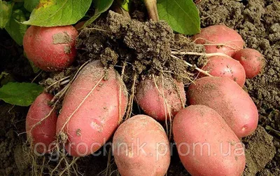 Картофель посадочный Беллароза 1-я репродукция, купить за 40.00 грн. ::  Rastim
