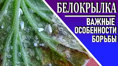 Белокрылка на томатах Особенности эффективной борьбы с вредителем - YouTube