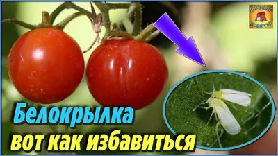 Забудьте о Белокрылке на своём участке! Методы борьбы от белокрылки на  помидорах Дачные Хитрости и полезные советы | Дачные Советы | Дзен