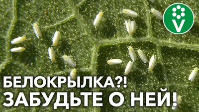 Белокрылка тепличная или оранжерейная. Описание и методы борьбы