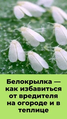 Боремся с белокрылкой на капусте: 10 народных способов и 5 препаратов,  которые защитят ваши грядки | AgroMarket интернет магазин семян