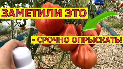 Чем подкормить и как поливать помидоры, чтобы они быстрее покраснели и  созрели и были вкусными: когда собирать томаты, что положить для ускорения  созревания - 12 июля 2023 - ufa1.ru