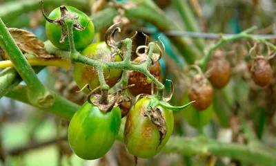 🐛🍅Помидоры в теплице: как бороться с фитофторой и другими болезнями  томатов. Фитофтора на помидорах в теплице и другие болезни томатов