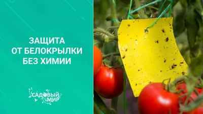 Вредители помидоров и борьба с ними - Agro-Market24