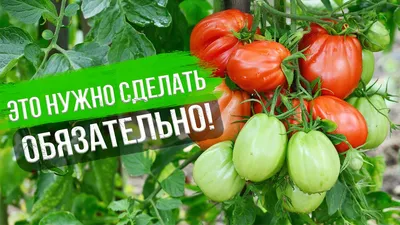 Как бороться с белокрылкой?