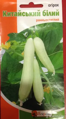 Огурец китайский Белый змей F1 10шт, семена | Купить в интернет магазине  Аэлита