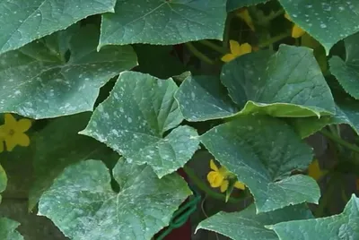 Белые пятна на листьях огурцов, кабачков и тыкв – опасная болезнь или?.. |  Огород и Компания | Дзен