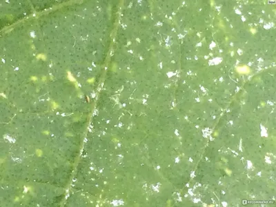 Silver spots on leaves of eggplant, tomato, bell pepper_Eggplant leaf  spot_thrips on tomato leaves - YouTube