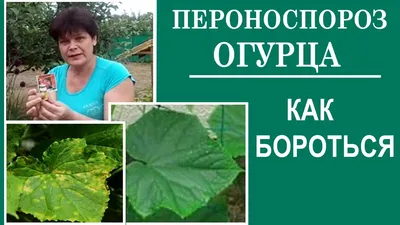 Как определить, чего не хватает огурцам по листьям: решение проблемы —  Украина