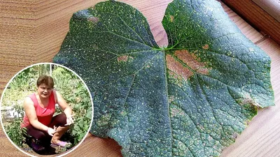 Почему появились сухие пятна на листьях фасоли и огурцов? - ответы  экспертов 7dach.ru