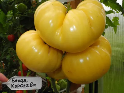 Помидор 1кг в Москве, цены: купить Помидоры и томаты с доставкой
