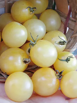 органические большие белые помидоры в саду Стоковое Изображение -  изображение насчитывающей органическо, больш: 270050255