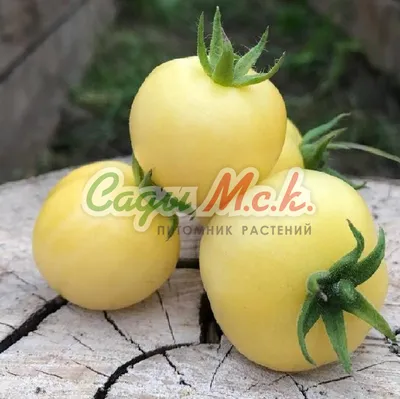 Томаты АгроСидсТрейд AGS/tomatoes - купить по выгодным ценам в  интернет-магазине OZON (599333464)