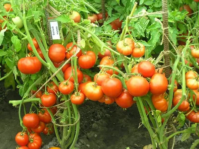 помидоры, пораженные белой плесенью Стоковое Изображение - изображение  насчитывающей инфекция, пестициды: 237411265