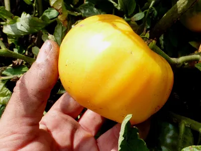 Большой белый блюз - Помидоры - tomat-pomidor.com