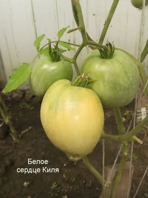 Семена помидоры \"Томат Белый айсберг\", экзотический крупноплодный  среднеспелый сорт купить по цене 75 ₽ в интернет-магазине KazanExpress