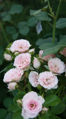 garden roses, чайные розы фото в саду, цветы, flowers, розы, белые розы,  Свадебное агентство Москва