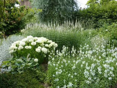 Белый сад