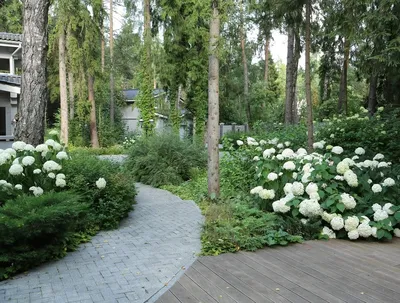 Белый сад - Студия ландшафтного дизайна «Зеленый город»