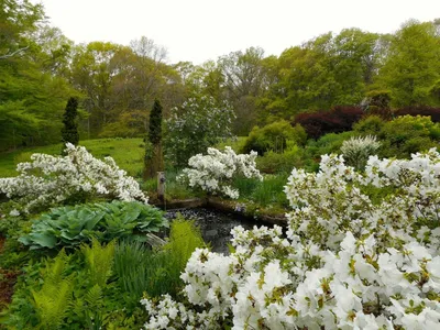 Белый сад (53 фото) - 53 фото