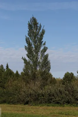 Тополь белый Нивея (Populus alba Nivea)