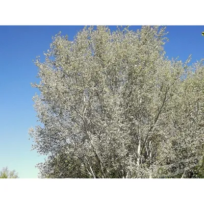 MW0047384, Populus alba (Тополь белый, Тополь серебристый), specimen