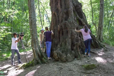 MW0606571, Populus alba (Тополь белый, Тополь серебристый), specimen