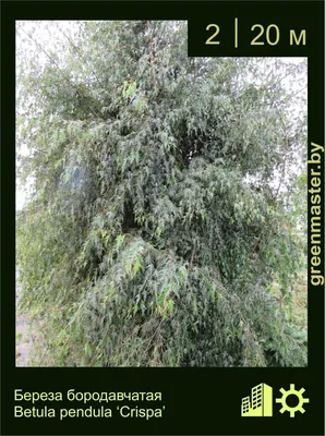 Береза бородавчатая (Betula verrucosa) | PLANTE.md