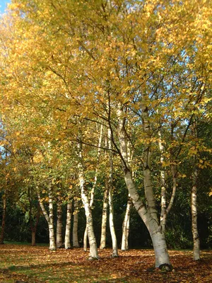 Береза бумажная, betula papyrifera