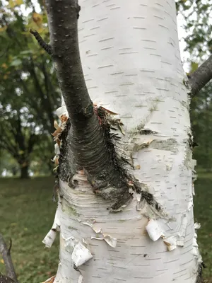 Береза бумажная, betula papyrifera