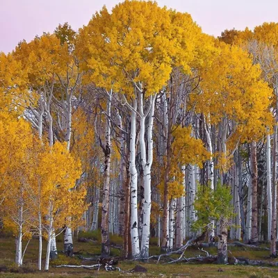 Береза бумажная (Betula papyrifera) - Питомник и Садовый центр Русские  Деревья