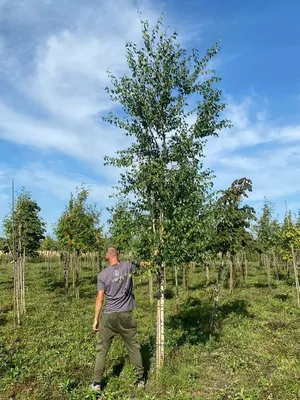 Береза бумажная (Betula papyrifera) купить саженцы в питомнике «Venev»