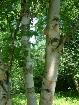 Береза бумажная (Betula papyrifera) купить саженцы в питомнике «Venev»