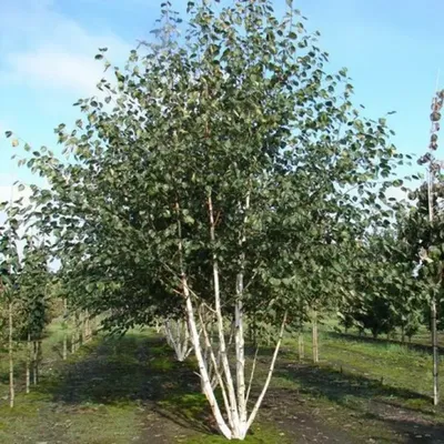 Береза бумажная, betula papyrifera