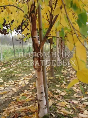 Береза бумажная Пепер Бирч (Betula papyrifera Pepper Birch) саженец, 10 шт.  в упаковке в интернет-магазине VALLES.RU