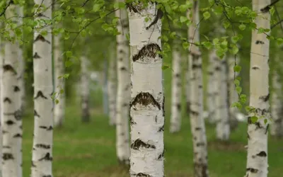 Береза бумажная (Betula papyrifera) купить саженцы в питомнике «Venev»