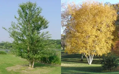 Береза Бумажная \"Papyrifera\" по цене от 6500 купить саженцы из питомника  ЦентроСад | Гарантия, посадка и уход