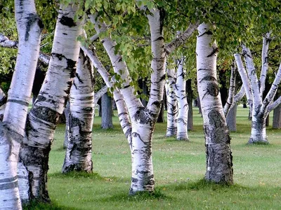 Береза бумажная — В. papyrifera Marsh.