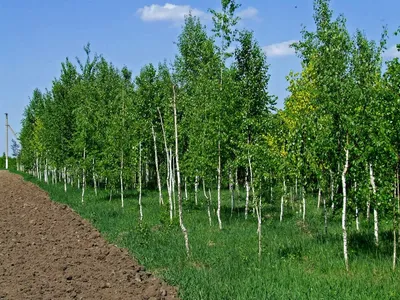 Береза кустовая \"Betula fruticosa\" цена по запросу купить саженцы из  питомника ЦентроСад | Гарантия, посадка и уход