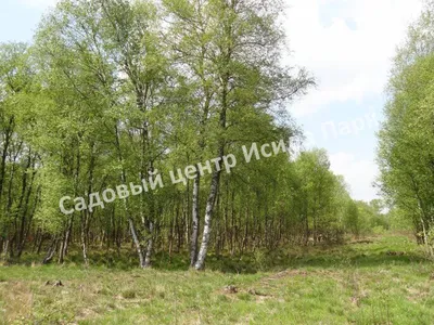 Береза повислая Юнги, Betula pendula `Youngii ` HO 25-30 КОМ