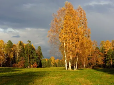 Одна береза с желтой листвой осенью в парке в Москве Zaryadye октябре 2019  России Стоковое Фото - изображение насчитывающей октябрь,  достопримечательностью: 191583422