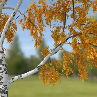 Осень в роще березы стоковое фото. изображение насчитывающей флора -  167575652
