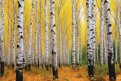 Картина Березка осенью, рисунок береза желтый охра осень – заказать на  Ярмарке Мастеров – GYHQPBY | Картины, Москва